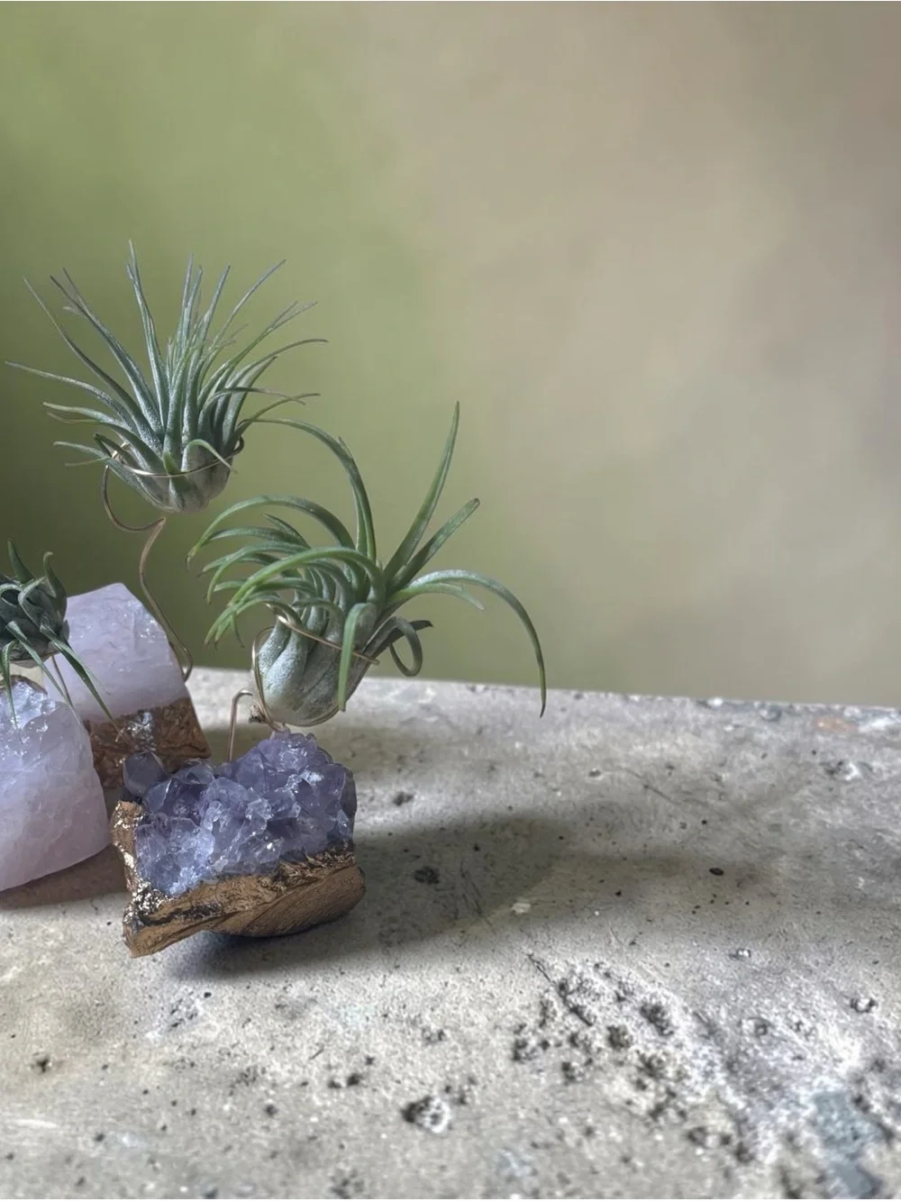 Air Plant on Rose Quartz Crystal with Gold Accent